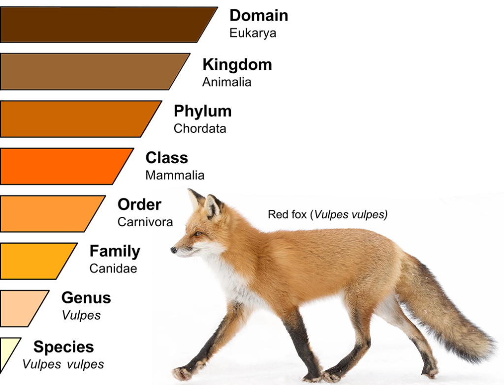 classifying the red fox